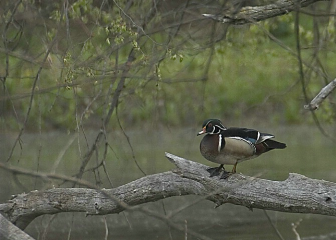 Wood Duck - ID: 374731 © Robert Hambley