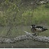 © Robert Hambley PhotoID # 374731: Wood Duck