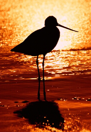 Marbled godwit at sundown