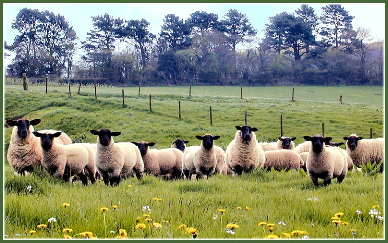 The Audience