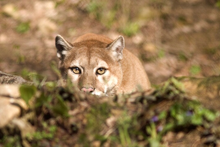 Cougar_02