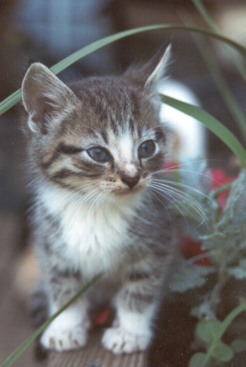 Kitten on Porch