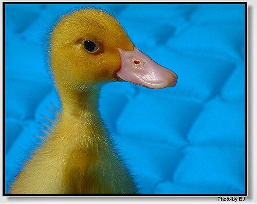 Ducky Baby