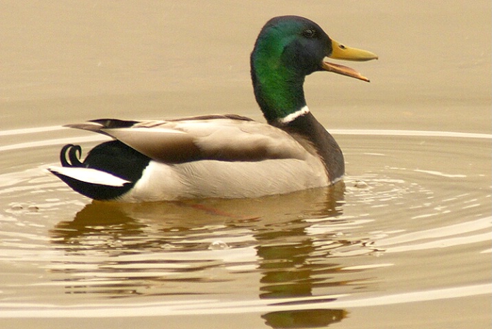 Quacks and ripples