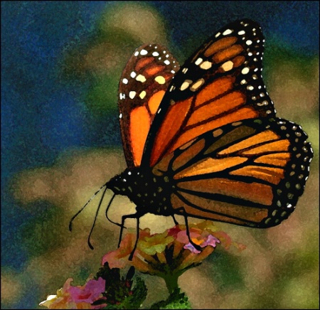 Monarch Watercolor