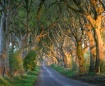 The Dark Hedges -...