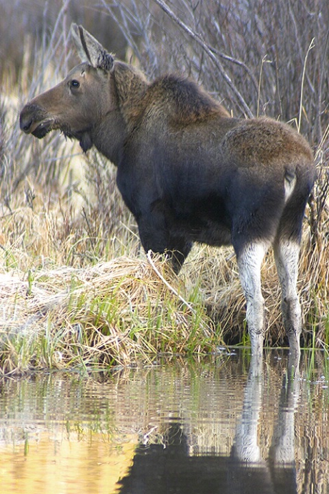 The Yearling