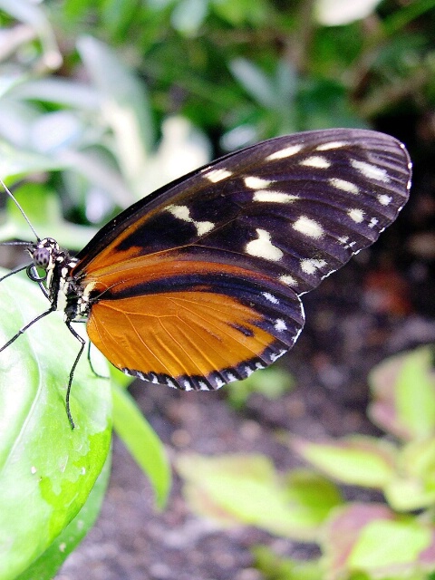 Pretty Golden Helicon Butterfly