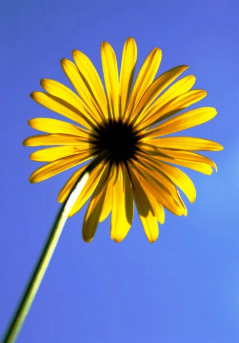 Yellow flower against the sky