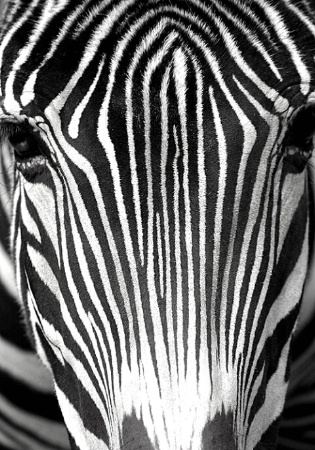 Zebra - Pattern