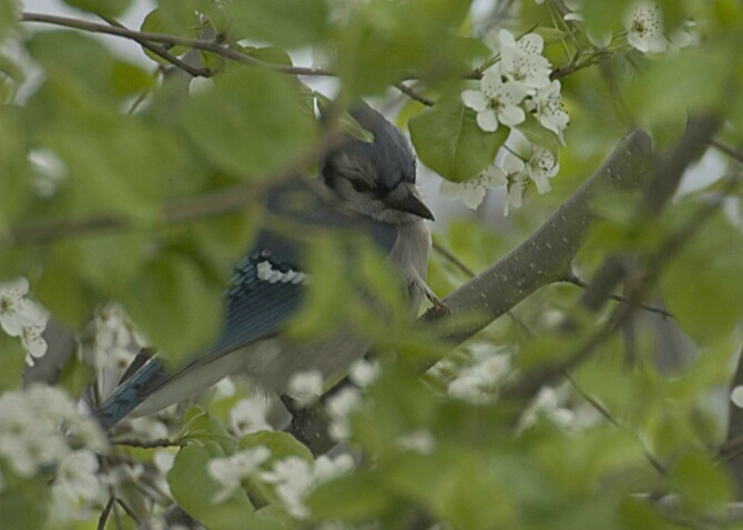 Bluejay in a pear tree - ID: 377444 © Robert Hambley