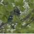 © Robert Hambley PhotoID # 377444: Bluejay in a pear tree