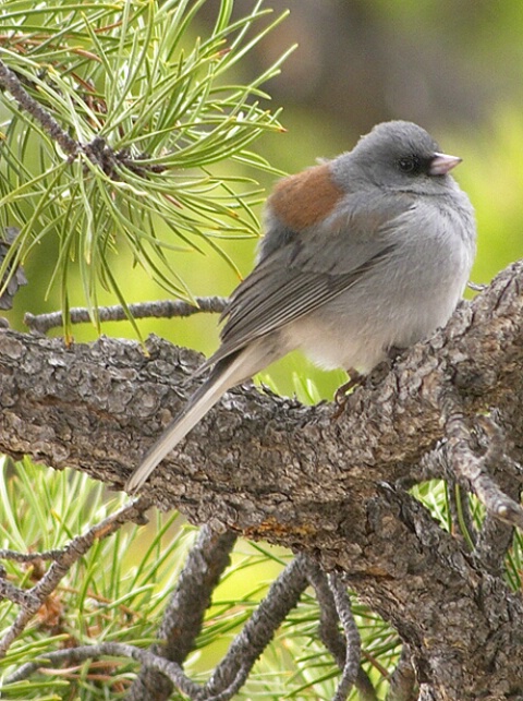 Dark eyed Junco