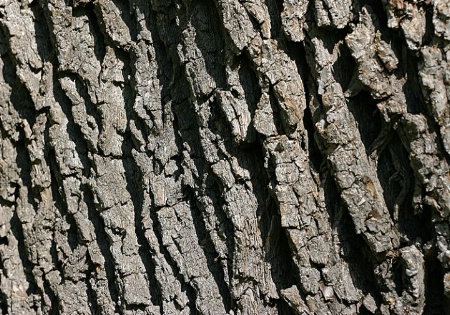 Tree Bark - Texture
