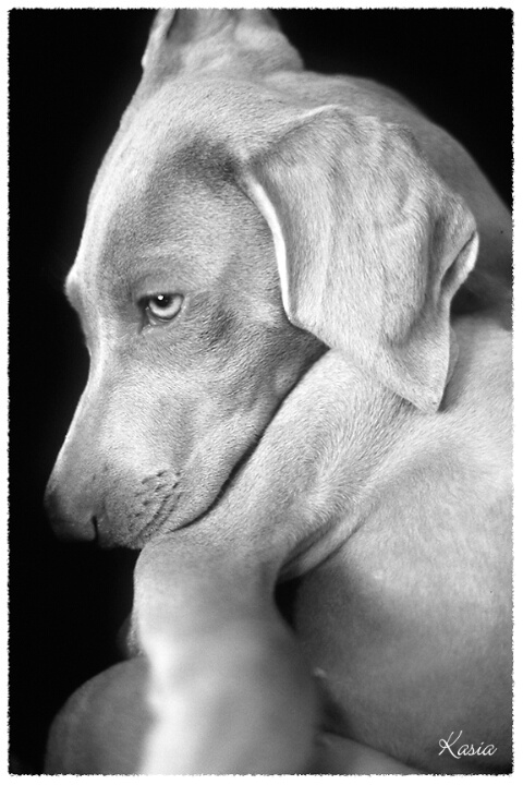 Doggy Portrait