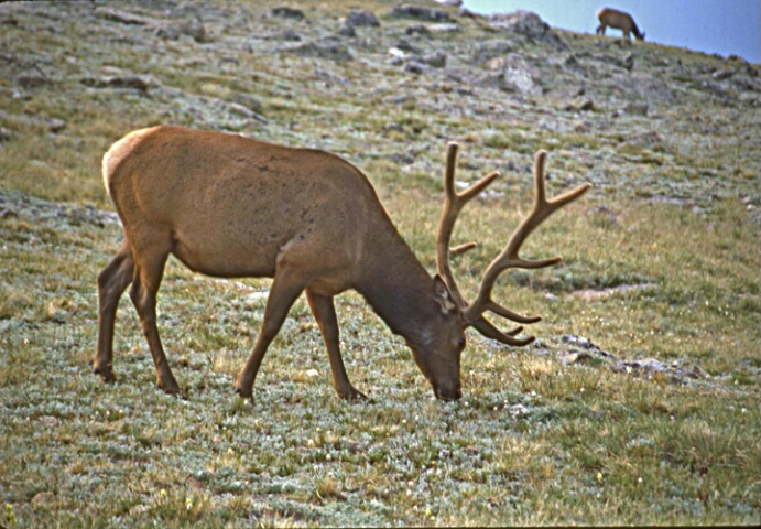 High Mountain Elk