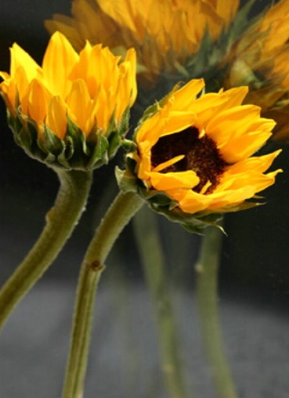 Sunflower Reflections
