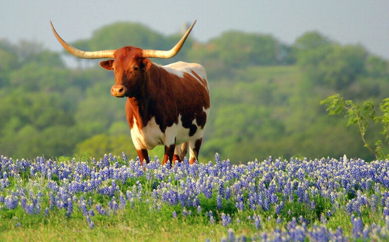 Hill Country Longhorn