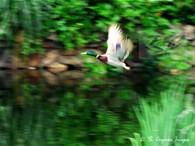 Mallard In Flight