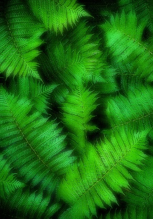 fern pattern