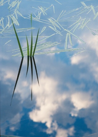 reeds and sky