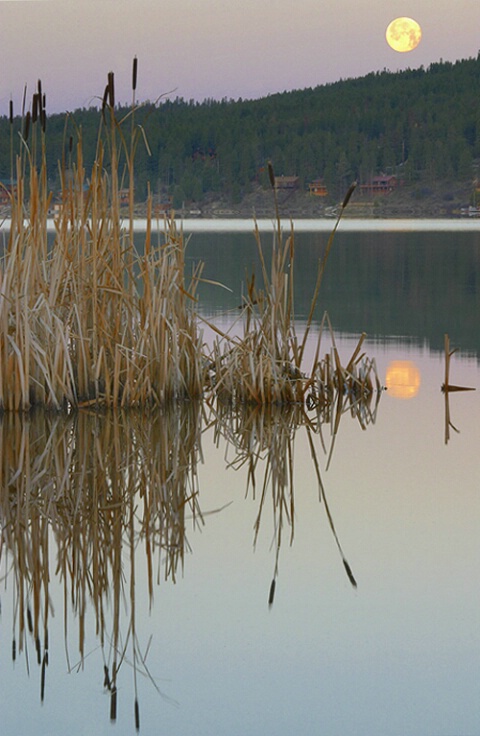 Cattails at Dawn