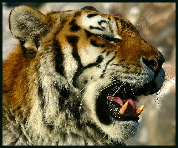 Tiger Tiger.......