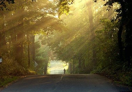 A Misty Morning  Walk