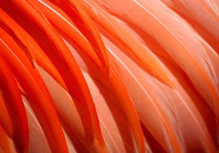 Flamingo Feathers