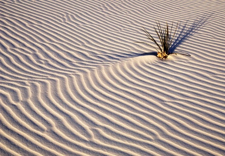 Whitesands pattern