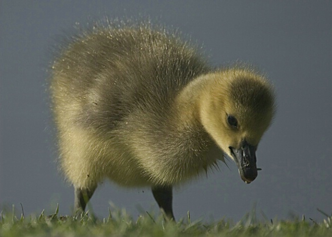 Baby Goose - ID: 383283 © Robert Hambley