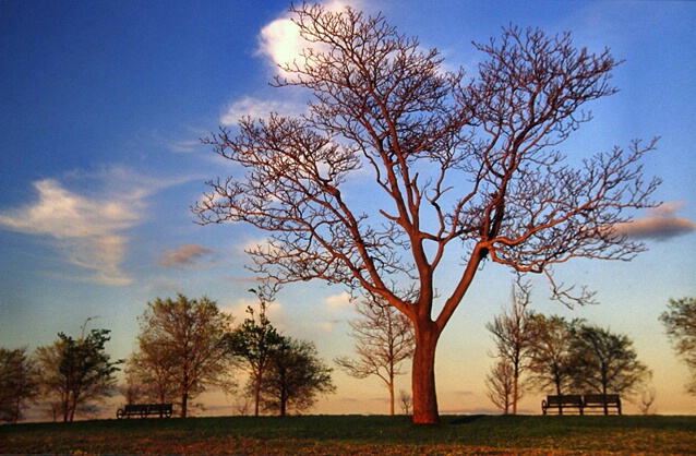 A tree at sunset - ID: 384170 © Sharon E. Lowe