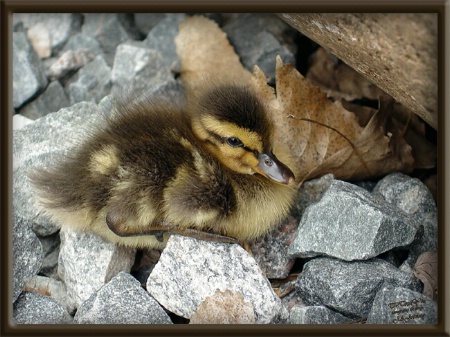 Lost Duckling