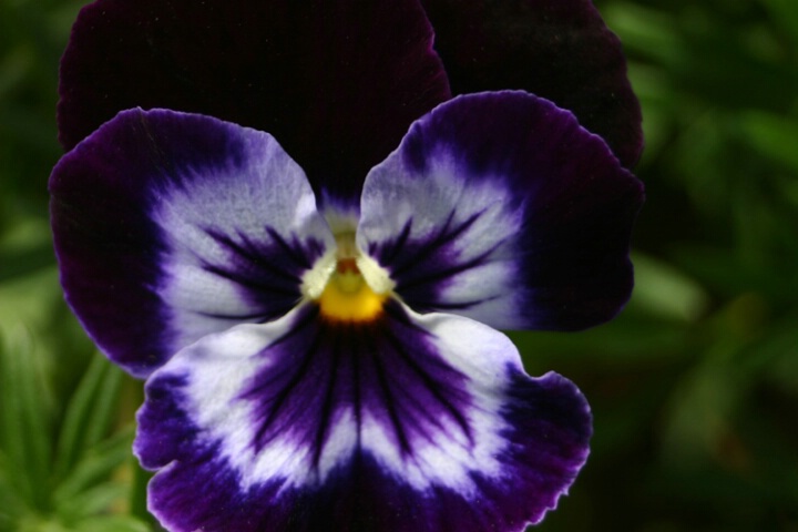 Pansy Face