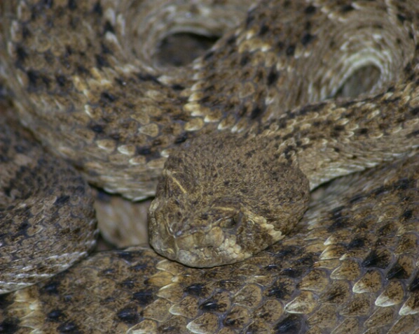 Rattle Snakes in South Texas