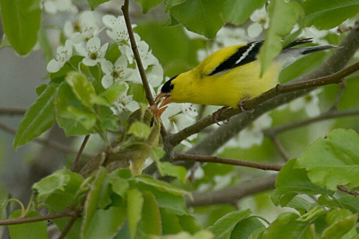Goldfinches Kiss & Flowers - ID: 386391 © Robert Hambley