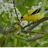 © Robert Hambley PhotoID # 386391: Goldfinches Kiss & Flowers