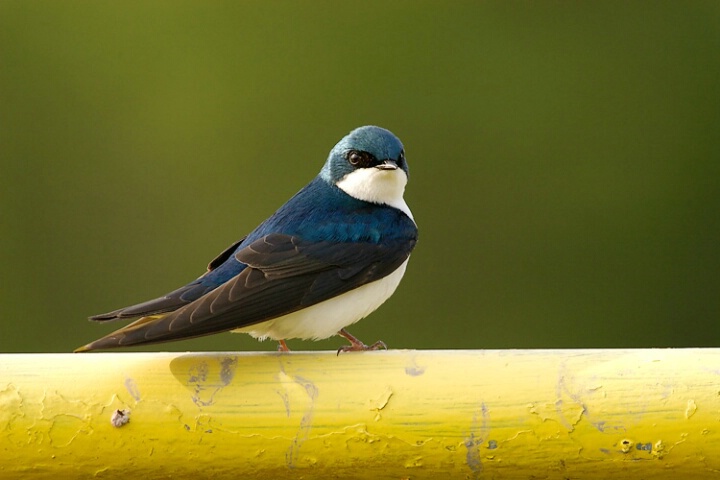 Swallow, colors