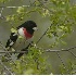 © Robert Hambley PhotoID # 386460: Rose Breasted Grosbeak