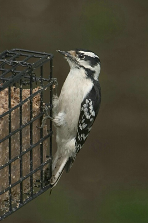 Downy Woodpecker - ID: 386547 © Robert Hambley