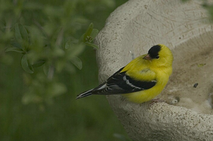 American Goldfinch - ID: 386580 © Robert Hambley