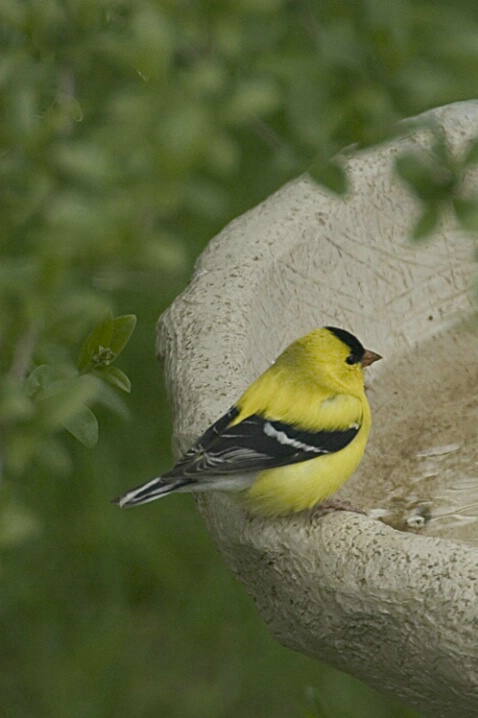 American Goldfinch - ID: 386581 © Robert Hambley