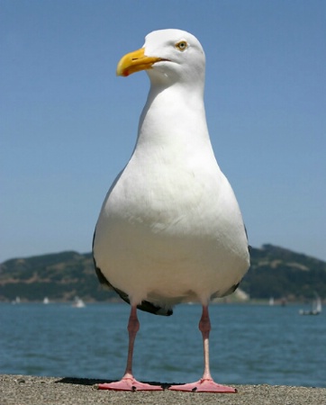 Sausalito Seagull