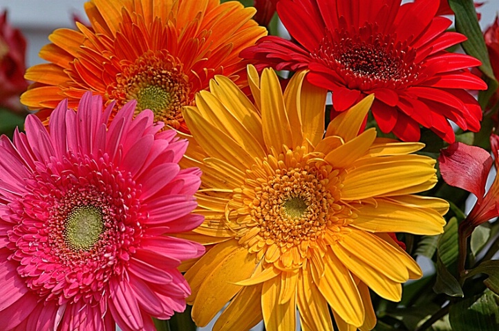 Grand Gerberas