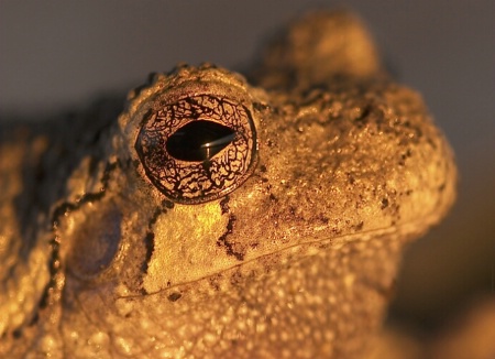 Sunset Reflection in a Frog's Eye.