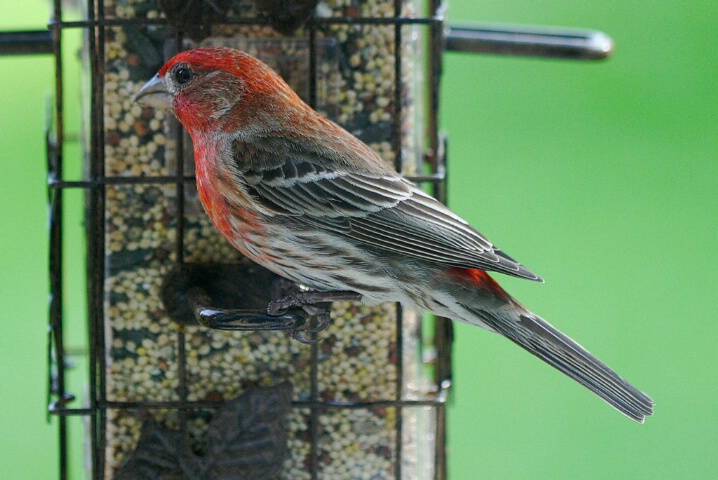 House Finch Portrait