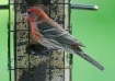 House Finch Portr...