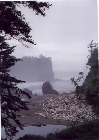 on the path to Ruby Beach WA. stormy day
