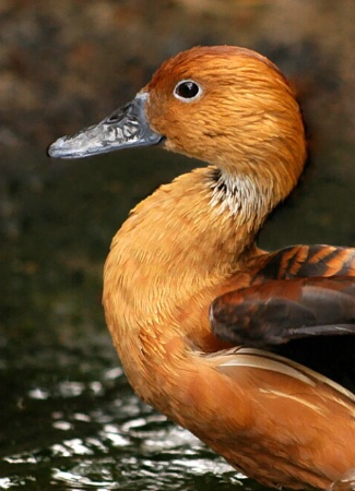Curvaceous Quacker