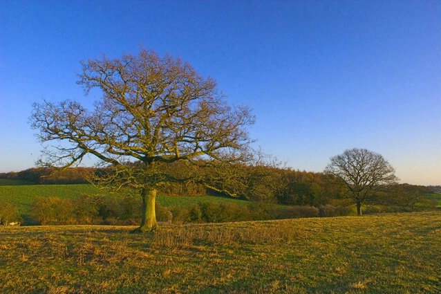 Two Trees, Runston Farm, Wales - ID: 391402 © Sharon E. Lowe